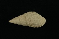 藏品(瘤蜷)的圖片